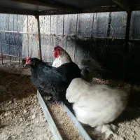 تخم مرغ نطفه دار زینتی برهما و کوشین|حیوانات مزرعه|شیراز, رکنآباد|دیوار