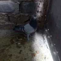 کبوترفروشی|پرنده|رشتخوار, |دیوار