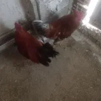 خروس طبیعی|حیوانات مزرعه|مشگین شهر, |دیوار