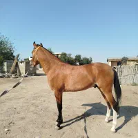 اسب ترکمن کورسی