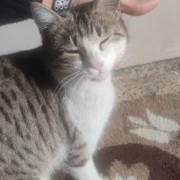 گربه خونگی خیلی اروم و مهربون|گربه|سلماس, |دیوار