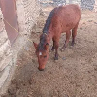 کره ۵ماهه ماده