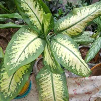 گل طبیعی|گل و گیاه طبیعی|تهران, سوهانک|دیوار