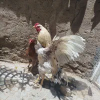 مرغ و خروس لاری