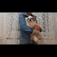 شیواوا شی هواهوا چیواوا شی واوا شیهواه فانتزی جیبی