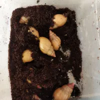 حلزون|خزنده|کرمان, |دیوار