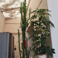 چند عدد گل خانگی|گل و گیاه طبیعی|فلاورجان, |دیوار