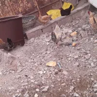 کفتر و مرغ محلی