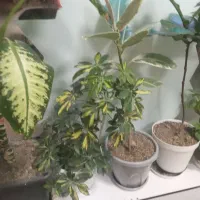 ضامن برا وام ۴درصد کمیته