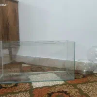 آکواریوم و تنگ ماهی