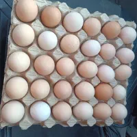 سلام تخم مرغ محلی تااردک غازمحلی تغدیشون توباغ