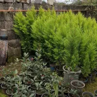 کاج لاوسون طلایی