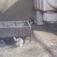 خرگوش|موش و خرگوش|اردکان, |دیوار