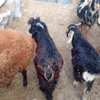 بزغاله چاق برای قربانی