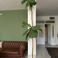 گیاه اپارتمانی