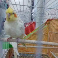 عروس هلندی لوتینو