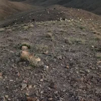 تعدادی میش وبز فروشی