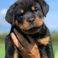 توله ژرمن بلک ژرمن رکسی و روت واایلر نر ماده|سگ|تهران, شهرک فردوس (حسینی)|دیوار