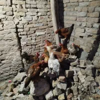 مرغ محلی فریح تخم گذار