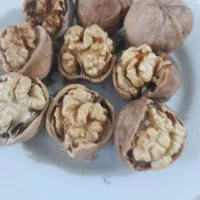 گردو تویسرکان خشک  دست پاکول  پوست نازک