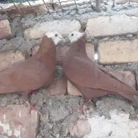 کله‌سفید|حیوانات|زاهدان, |دیوار