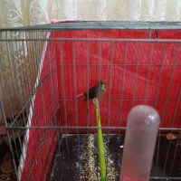 قناری نر و ماده|پرنده|ملایر, |دیوار