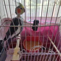 عروس هلندی|پرنده|تنکابن, |دیوار