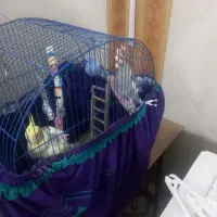 عروس هلندی|پرنده|فردیس, شهرک شهید حسینی|دیوار