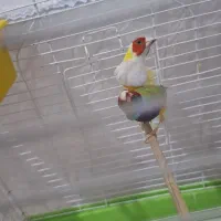 فنچ گلدین نروماده|پرنده|تکاب, |دیوار