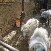 بره نر افشاری قوچ افشاری جوان و سرحال و زیرک|حیوانات مزرعه|تفت, |دیوار