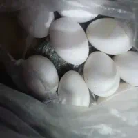 تخم مرغ|حیوانات مزرعه|مسجد سلیمان, |دیوار