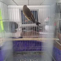 سهره قناری سیلور