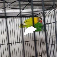 طوطی کوتوله برزیلی