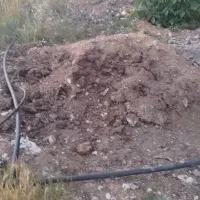کود بلدرچین