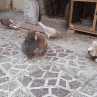 کفتردم سفید