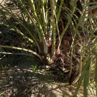 دمیت کبکاب ( فروشی)