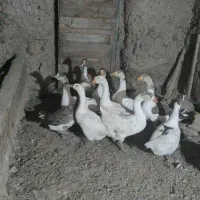 فروش قوغاز