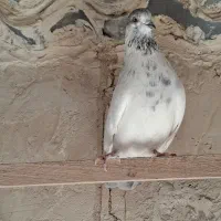 کفتر کل دم بور نر