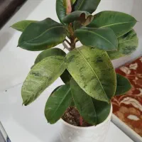 فیکوس ببری