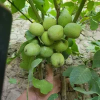 نهال خاص ترین.|حراج|سرایان, |دیوار