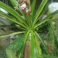 فروش گل ذرتی 20ساله