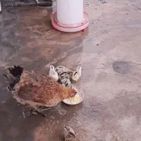 مرغ با جوجه / خروس محلی کاملا سالم و جوان (باشت)|حیوانات مزرعه|باشت, |دیوار