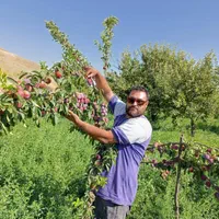ارقام گلدانی نهال های آلوخوشه ای کاشت تمامی فصل ها|خدمات باغبانی و درختکاری|کرمانشاه, |دیوار