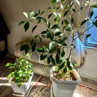 گل طبیعی|گل و گیاه طبیعی|جوانرود, |دیوار
