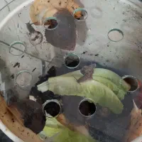 حلزون اچاتینا|خزنده|تهران, ابوذر|دیوار