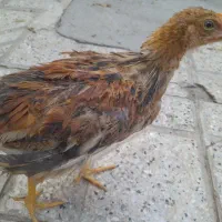 جوجه خروس دو ماهه