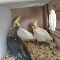 ۵ تا عروس هلندی خاکستری نر و زرد ماده|پرنده|اندیشه, اندیشه فاز ۱|دیوار