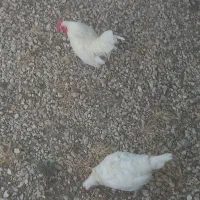یک جفت پرنده مینیاتوری