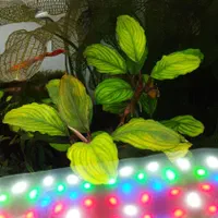 گیاه آکواریوم ایگازو و بوسفلاندراهای خاص و کمیاب