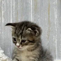 گربه|گربه|بیرجند, |دیوار